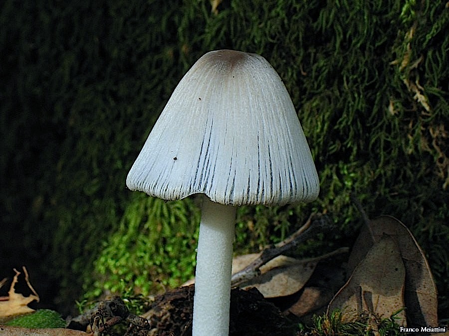 Coprinus o Coprinellus?(Coprinus sp.)